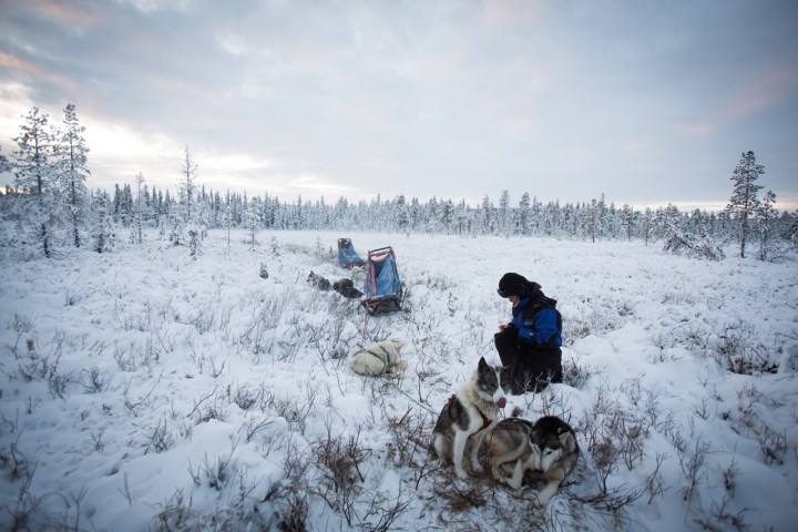 Person kneeling by resting sled dogs in snowy wilderness, with sleds and trees in the background.