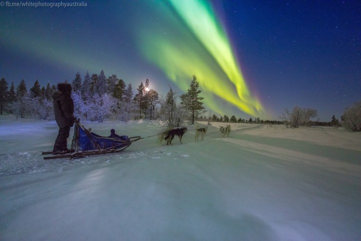 Person with sled dogs under bright green aurora in snowy landscape at night.