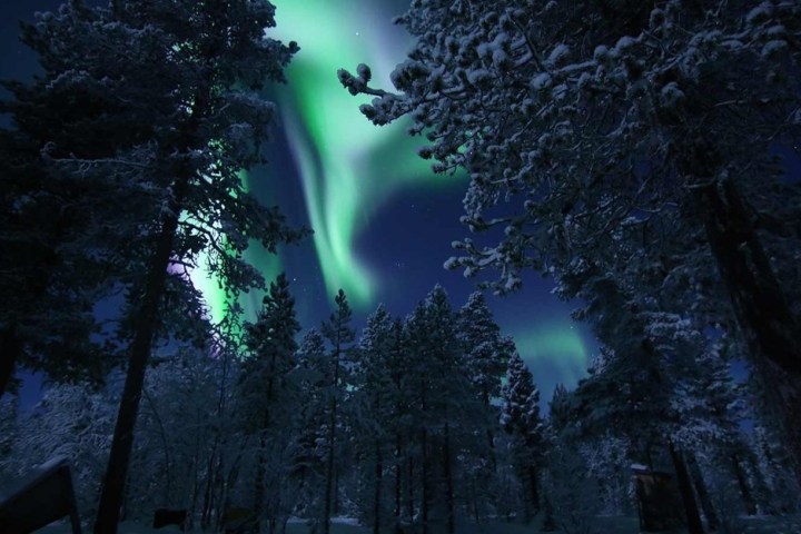 Aurora borealis lights up snowy forest with green hues under starry night sky.