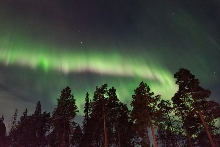 Northern lights with green aurora over silhouette of pine trees at night.