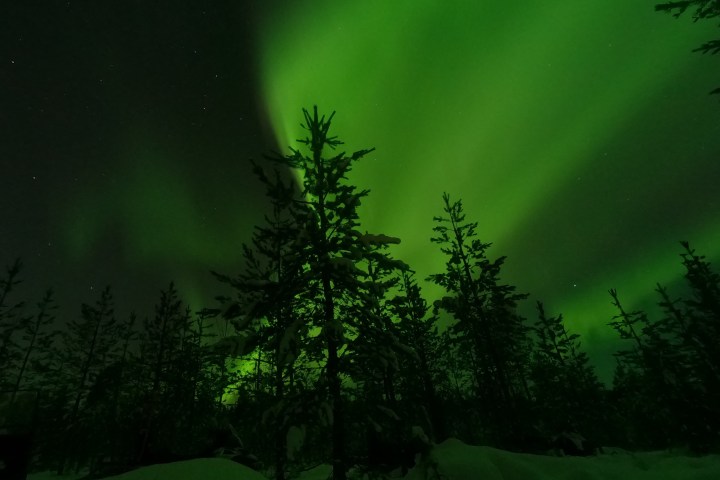 Green aurora borealis above snow-covered trees at night.