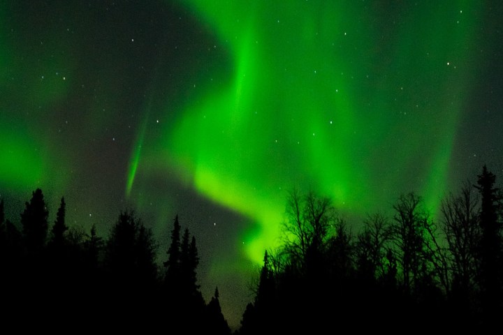 Green aurora borealis over a forest silhouetted against a starry night sky.