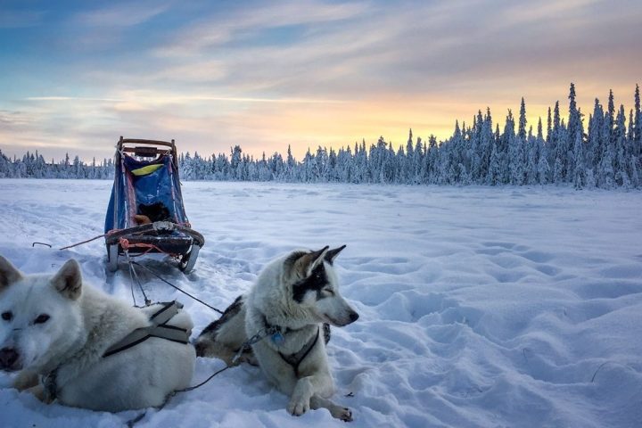 Sled dogs resting on snow with sled, snowy forest and sunset in background.