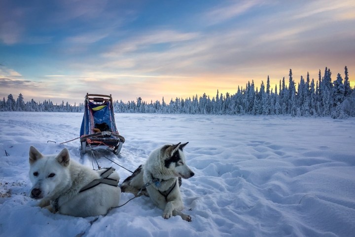 Sled dogs resting on snow with sled, snowy forest and sunset in background.