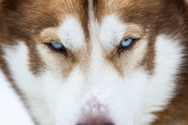 Close-up of a brown and white husky with blue eyes.