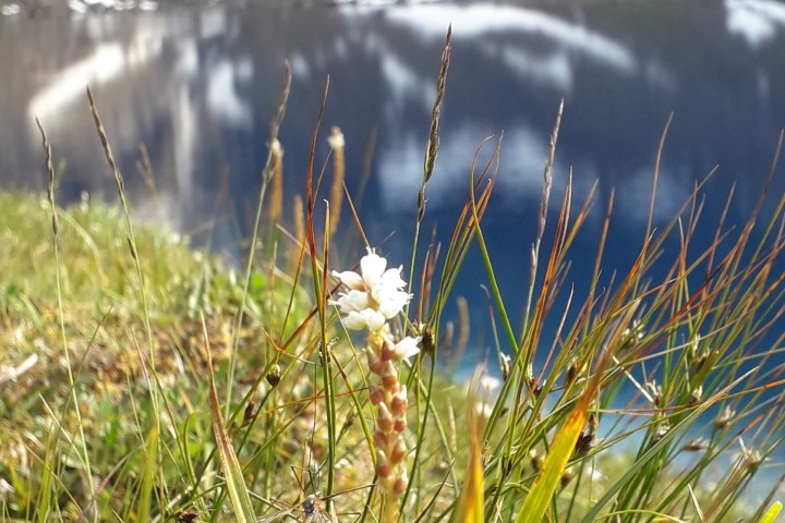 Mountain lake scene with wild grass and small white flower in foreground.