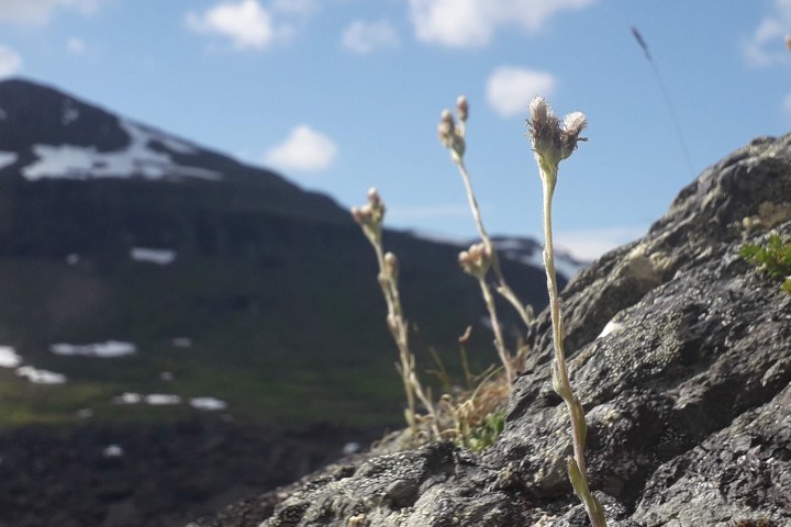Close-up of mountain flowers on a rocky surface with blurred snowy mountain in the background.