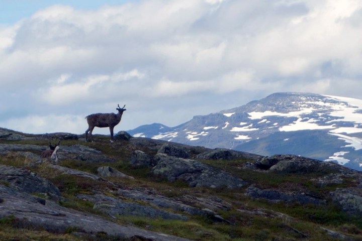 Reindeer standing on rocky hill with snow-capped mountains in background.
