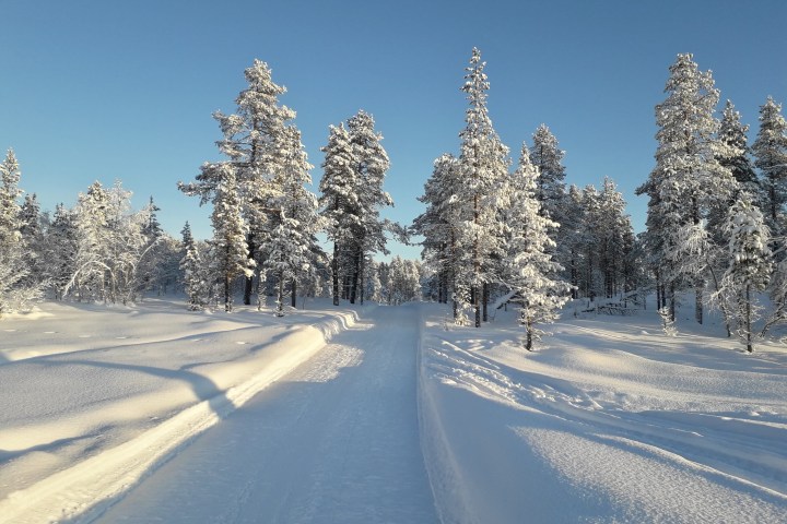Snow-covered path through pine trees under a clear blue sky.