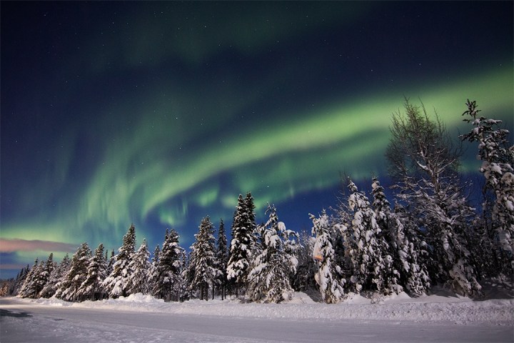 Northern lights over snow-covered trees at night.