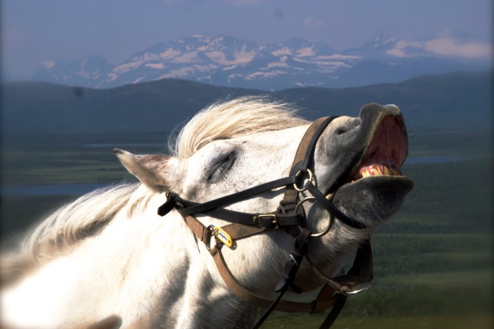 Horse wearing bridle, baring teeth, head back, mountain range in background.