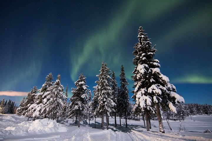Snow-covered trees under aurora borealis in a clear night sky.