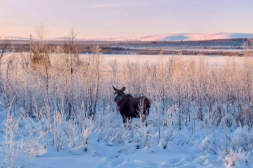 A moose in a snowy field with frosted bushes under a clear sky at sunset.