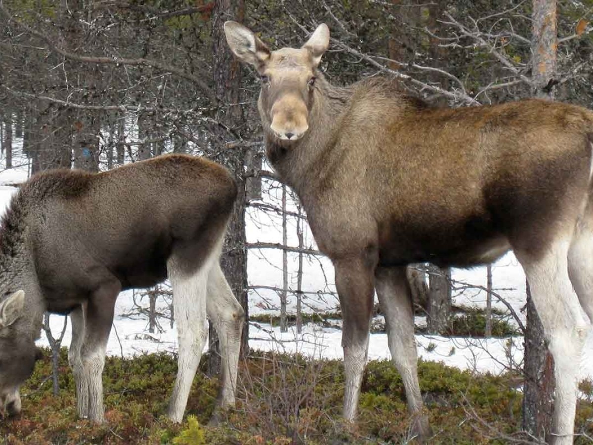 Two moose in a snowy forest, one grazing and one looking up.
