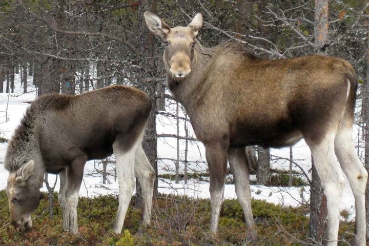 Two moose in a snowy forest, one grazing and one looking up.