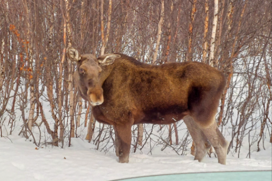 Moose standing in snow near bare trees, viewed through car window.