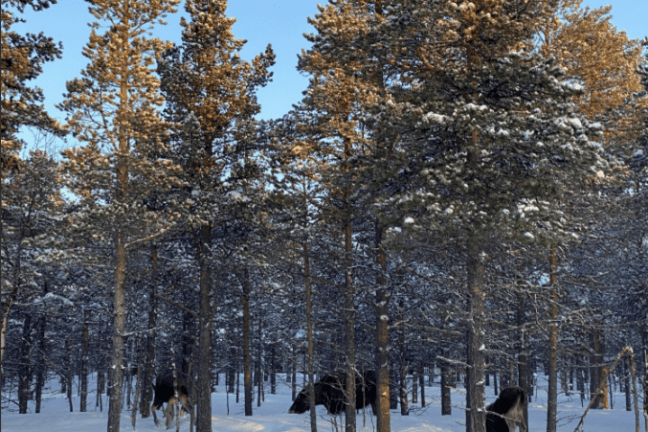 Snow-covered forest with reindeer among the trees under a clear blue sky.