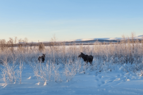 Two moose walking in snowy field under clear sky.
