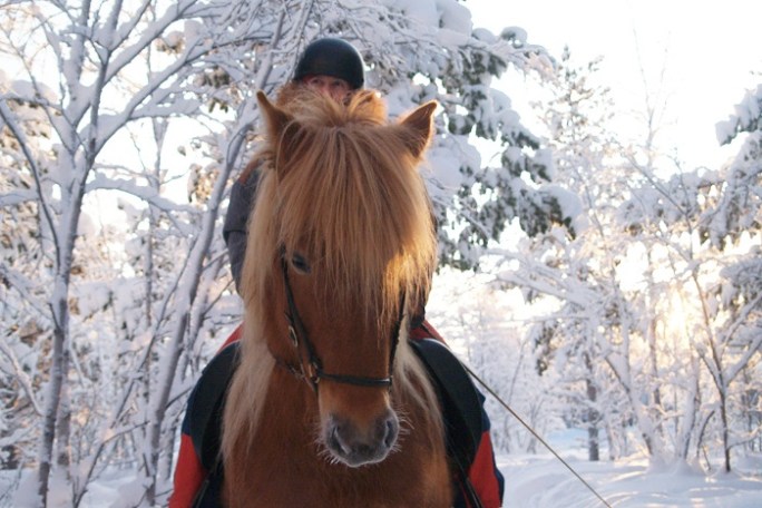 Person riding a brown horse in snowy forest.