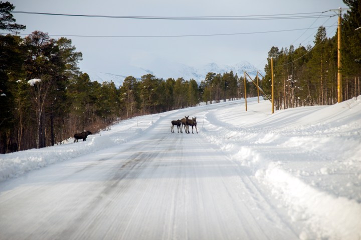 Three moose crossing a snowy road with trees and mountains in the background.