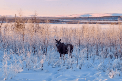 Moose in snowy field at sunrise with frosty trees and pink sky.