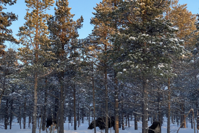 Snow-covered forest with a herd of moose among tall trees at sunrise.