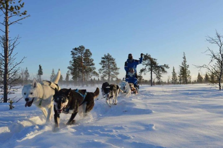 Dog sledding through snowy landscape with blue sky and scattered trees.