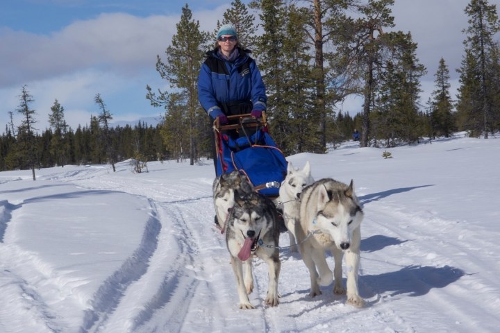 Person sledding with four huskies on a snowy trail in a forested area.