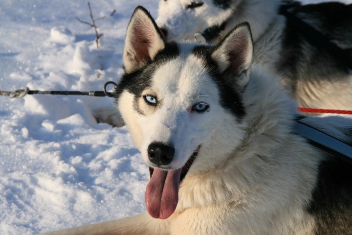 Siberian husky with blue eyes, tongue out, resting on snow with another husky behind.