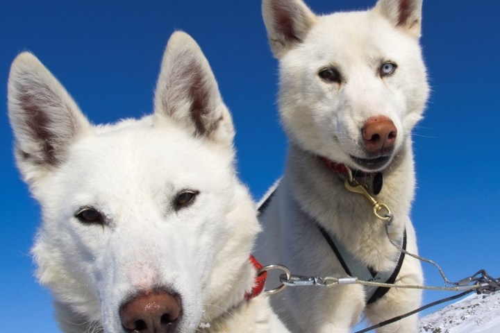 Two white sled dogs with snowy background under a clear blue sky.