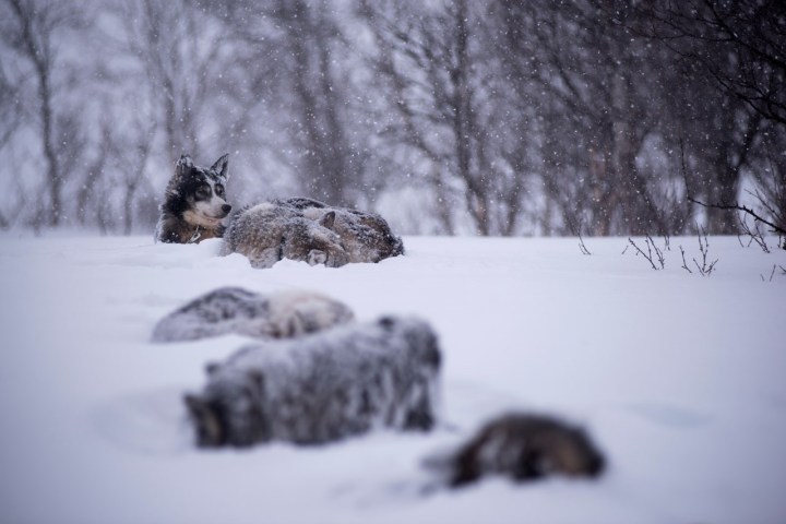 Dogs lying in snow during snowfall, surrounded by bare trees.