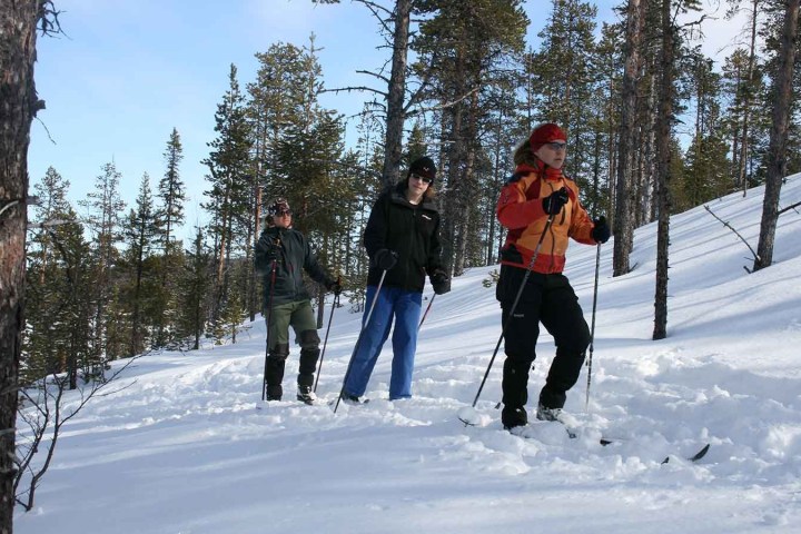 Three people skiing through a snowy forest under a clear sky.