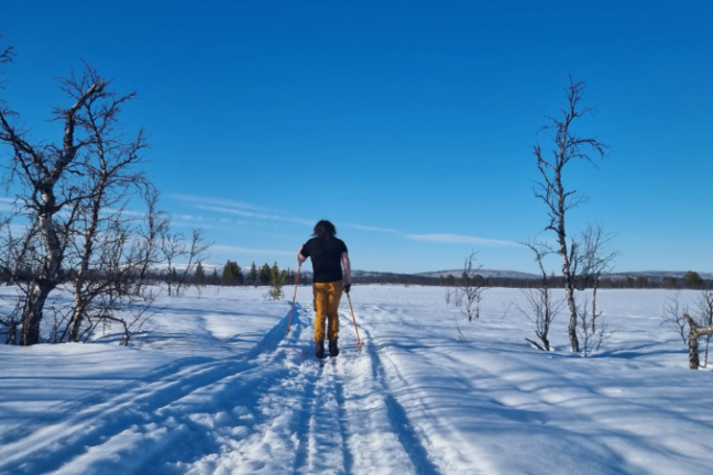 Person skiing on snowy trail under clear blue sky with barren trees.
