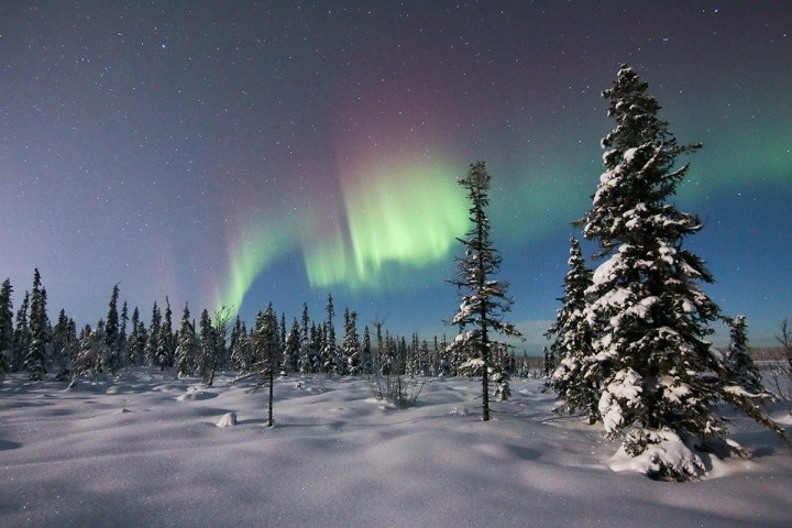 Snowy forest under a sky with vibrant green and purple northern lights.