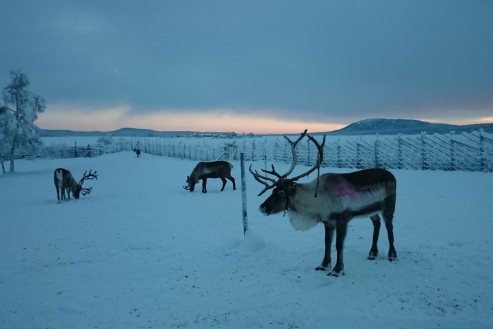 Reindeer in a snowy field with a sunset in the background, fenced area visible.