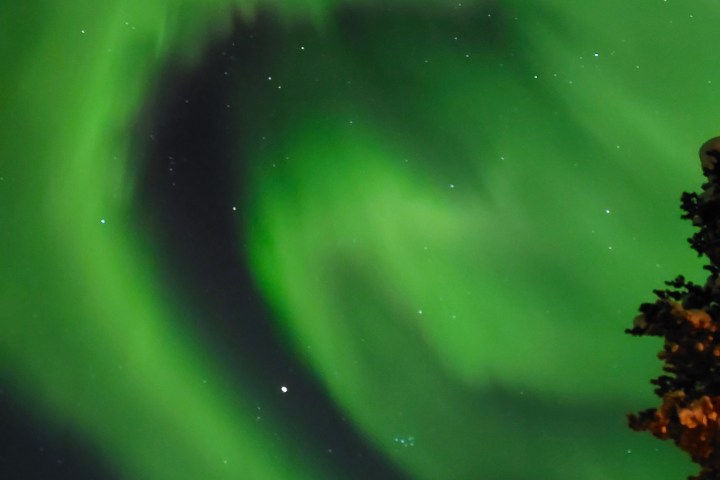 Green aurora borealis in the night sky above silhouetted trees.
