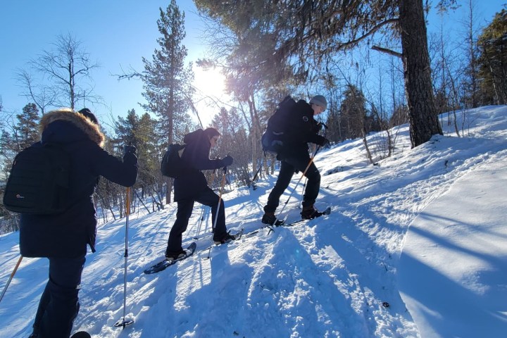 Three people snowshoeing uphill in a snowy forest under a clear blue sky.