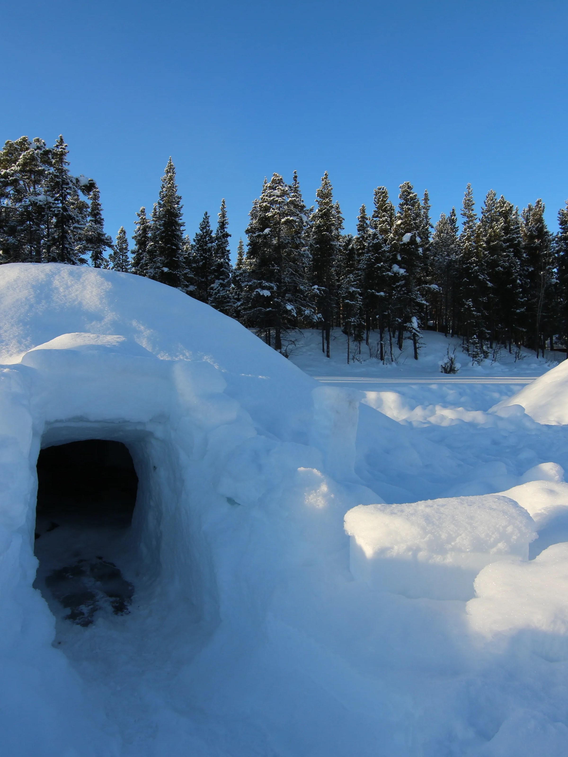 Snow-covered igloo near snowy forest under clear blue sky.