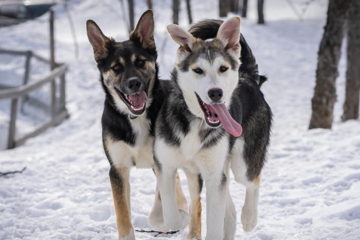 Two happy dogs with tongues out playing in the snow near trees.