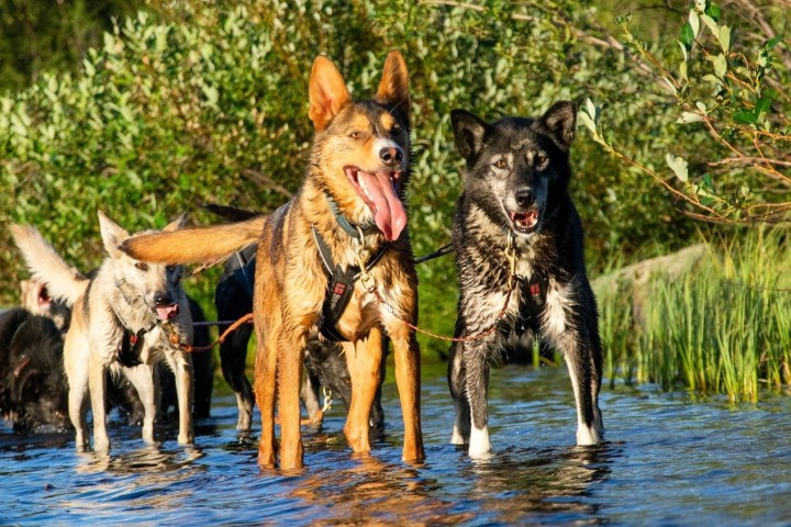 Group of dogs with harnesses wading through shallow water near dense greenery.