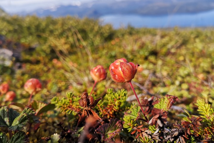 Close-up of a cloudberry in a grassy mountain landscape under a clear sky.