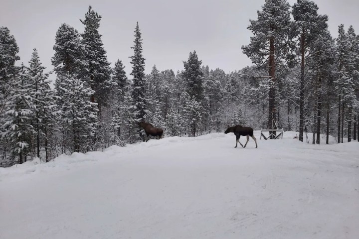 Two moose walking in snowy forest with pine trees.